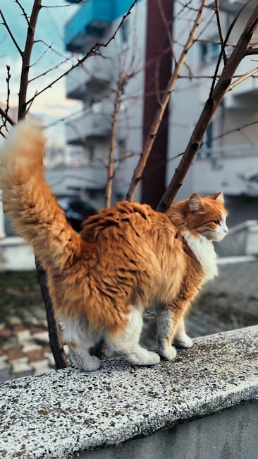 A ginger and white long-haired cat standing on a concrete ledge outdoors during daytime, with its body facing away but head turned to the right, showing its profile. The cat is positioned next to a small, leafless tree with thin branches. In the background, there's a multi-storey building with balconies and windows, partially obscured by the tree branches. The scene is illuminated by natural daylight, highlighting the cat's fluffy fur and the texture of the concrete. This image connects to house removals and moving services by emphasizing the importance of caring for pets during relocation, and the setting suggests an urban residential area where professional removals such as those offered by Man with Van Aperfield are often necessary for home moving projects.