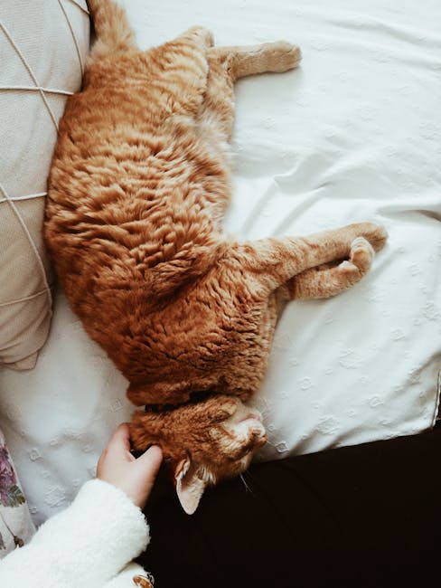 Inside a residential property, a ginger tabby cat with a fluffy coat is lying on a white bed sheet, stretched out on its side with paws extended forward and head resting on the mattress. A hand, wearing a white knitted sleeve, gently pets the cat's head. Nearby, a beige fabric cushion with a geometric pattern is partially visible against the headboard. The scene is well-lit, likely by natural light, emphasizing the relaxed posture of the cat. The environment suggests a calm, domestic setting, with the bed positioned next to a doorway or open space leading to a well-lit area of the home. This image captures a moment of comfort during packing or home relocation activities, which could be associated with the services of Man with Van Aperfield, a company specialising in removals and furniture transport for house moves.
