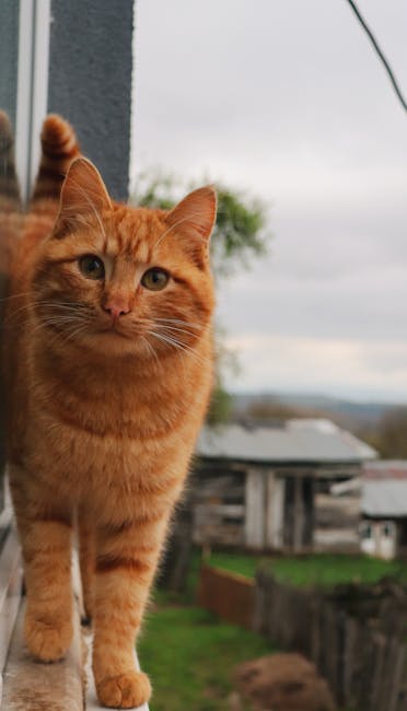 A ginger and white long-haired cat standing on a concrete ledge outdoors during daytime, with its body facing away but head turned to the right, showing its profile. The cat is positioned next to a small, leafless tree with thin branches. In the background, there's a multi-storey building with balconies and windows, partially obscured by the tree branches. The scene is illuminated by natural daylight, highlighting the cat's fluffy fur and the texture of the concrete. This image connects to house removals and moving services by emphasizing the importance of caring for pets during relocation, and the setting suggests an urban residential area where professional removals such as those offered by Man with Van Aperfield are often necessary for home moving projects.
